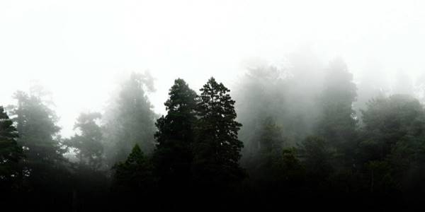 Redwood NP, USA